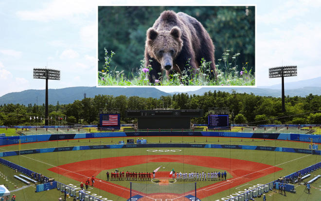 Gấu đen khổng lồ xuất hiện gần địa điểm thi đấu Olympic
